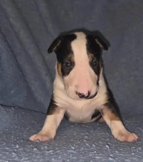 Bull Terrier  Chiot 4 By The Wall photo 3