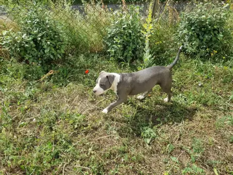 American Staffordshire Terrier  Boston Du Petit Brill 82c3f photo 2