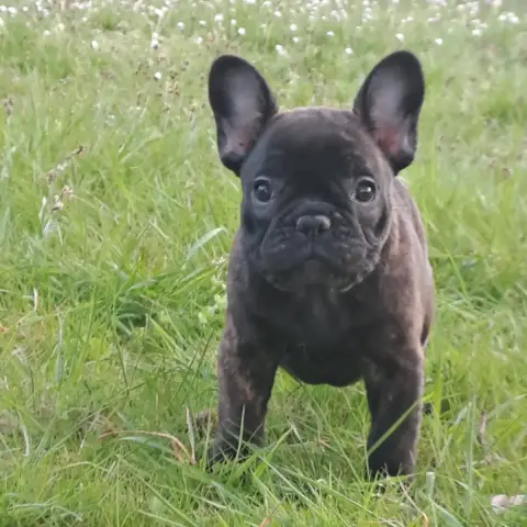 Bouledogue Français  Baïa Des Joyaux D'Osiris