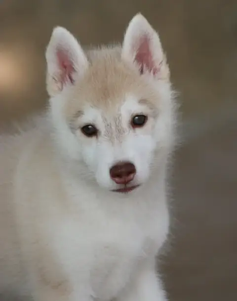 Siberian Husky 
                        Chiot 1 Of No 5fd24 photo 2