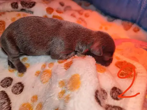 Chihuahua  Chiot 2 Du Gang Des Calinounoux