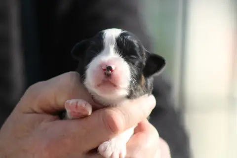 Berger Américain Miniature  Chiot 5 Des Romarins De M 5d7ab photo 2