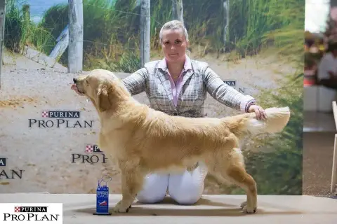 Golden Retriever photo 2