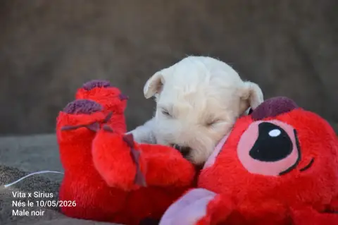Bichon Frise  Chiot N°1 Mady'N Alphysia