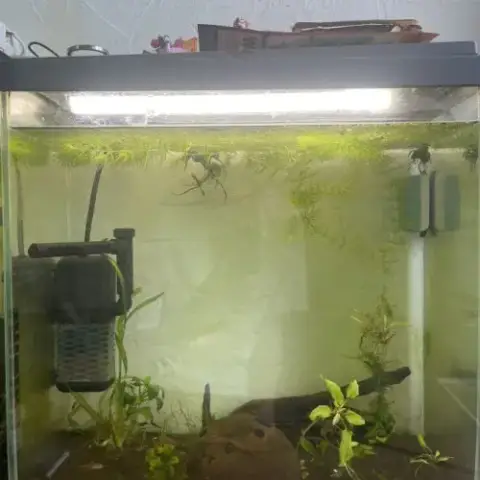 Crevettes Avec Aquarium En Bon État