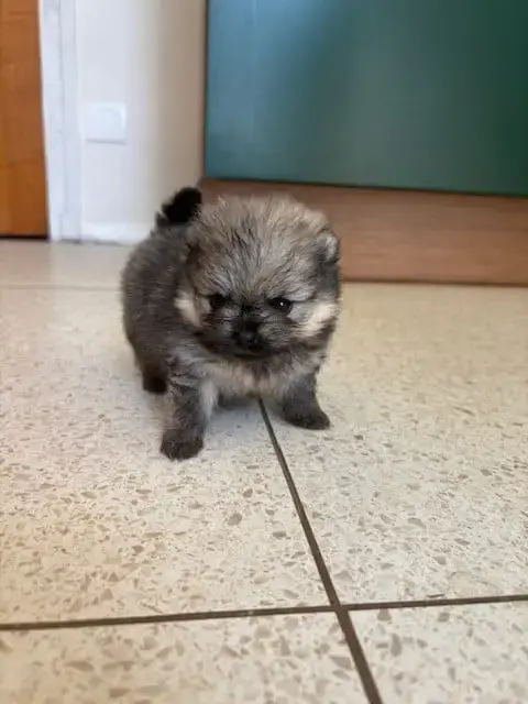 Spitz Allemand  Brillante Zoey Des Lys D Or Et D Arge 48d21