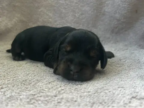 Cocker Spaniel Anglais  Collier Marron - photo 2