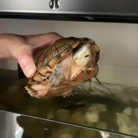 Tortues D'Eau