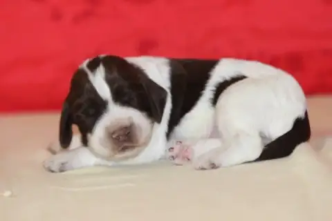 English Springer Spaniel  Male 1 Des Diamants Verts 81aa5