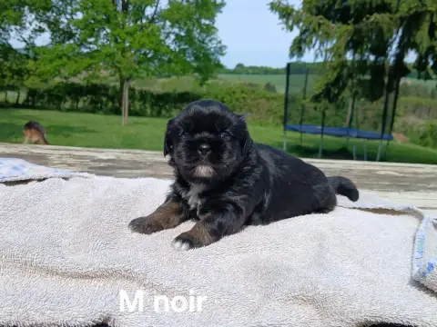 Epagneul Tibetain  Chiot Cordon Noir De La Légende De 87ea3