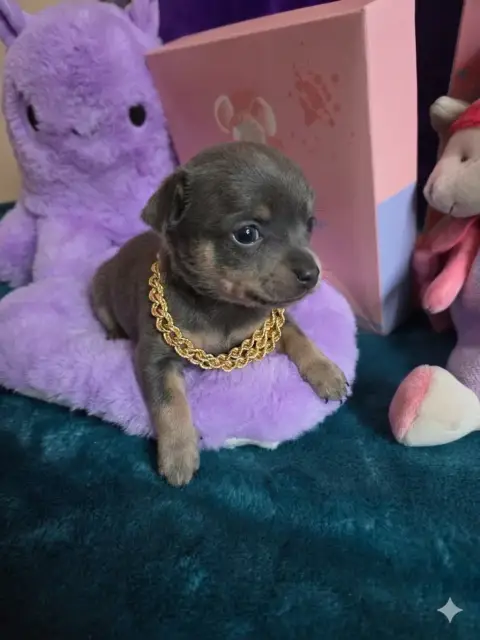 Russkiy Toy (Petit Chien Russe)  B................... 74dd8