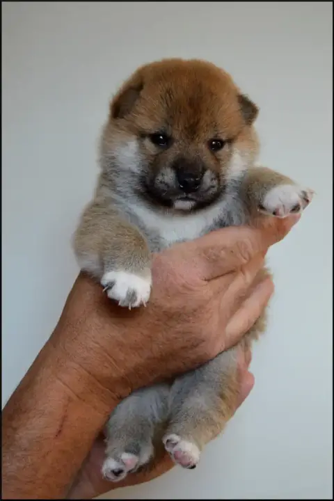 Shiba  Chiot N°1 De L'Empire Des Samouraïs