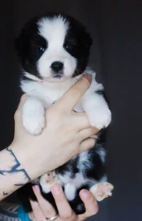Laika De Iakoutie  Miss Rouge Winter Never Dies