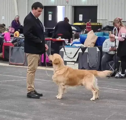 Golden Retriever  Chiot N°1 Du Ruisseau De La Groseil d20b5 photo 3