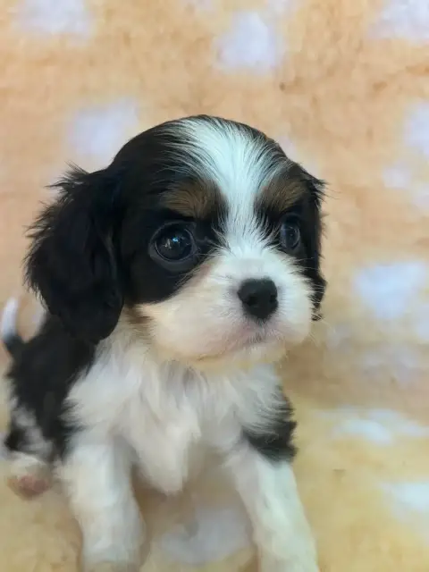 Cavalier King Charles Spaniel  Chiot N°2 D'Ysatis photo 2