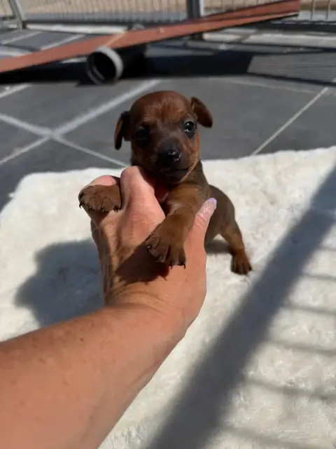 Pinscher Nain  Chiot N°2
