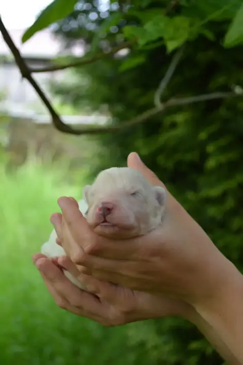 Laika De Iakoutie  Bijû Nanabi The Nordix Kennel Of T c0e11