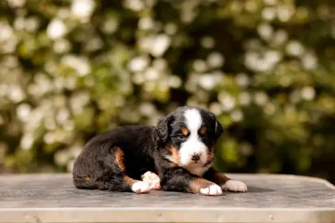 Bouvier Bernois  Chiot 5 De La Vallée De L'Hyrome