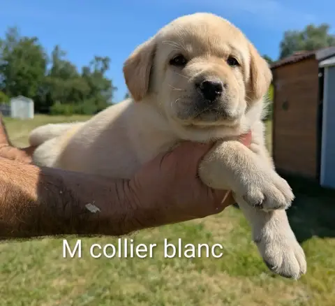Labrador Retriever  Mâle Collier Blanc Du Domaine Cha fa13c