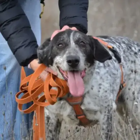 Miku❤️ – 4 Ans – Une Chienne En Or À Adopter !