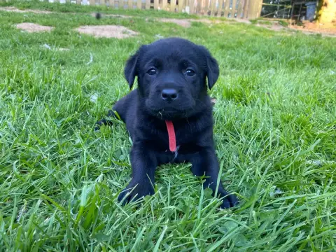 Labrador Retriever  Collier Rouge B Des Feux D'Or