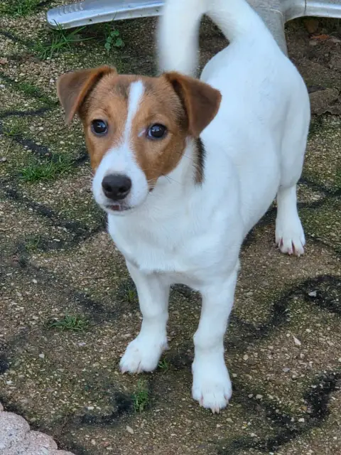 Jack Russell Terrier  Arkham De La Bruyère De Jade