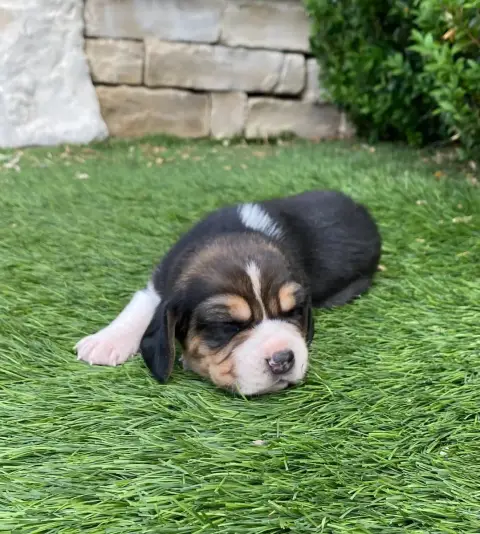 Beagle  Braco De Marcoutel photo 2