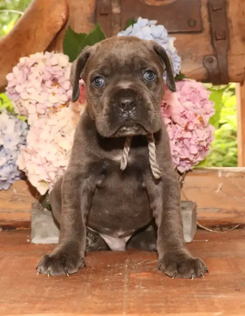 Cane Corso  Collier Gris Du Domaine Des Vents Landais 17160