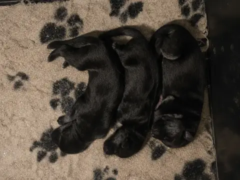 Berger Allemand  Chiot N°1 Du Domaine De Sanctae Cruc ce235