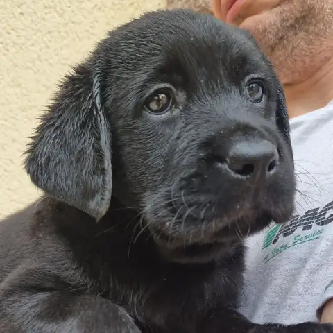 Labrador Retriever  Noire 1 Des Terres Sacrees photo 3