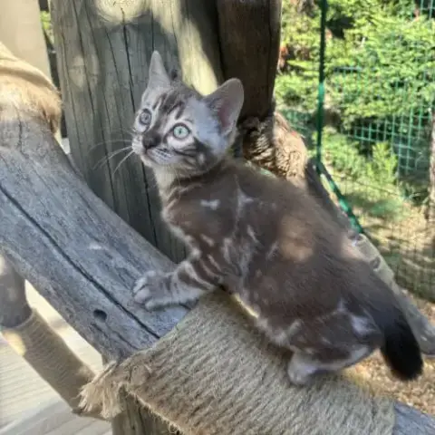 Femelle Bengal Snow Marble