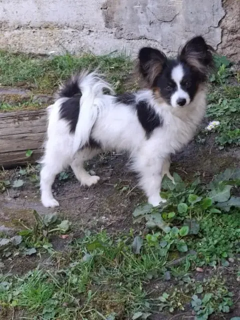 Epagneul Nain Continental (Papillon)  Amour Les Ailes b325e