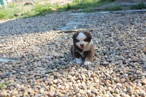 Berger Américain Miniature  Chiot N°3 Na Caorrun photo 2