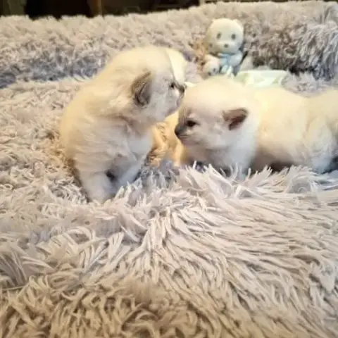 Chatons Ragdoll Loof Grande Lignée