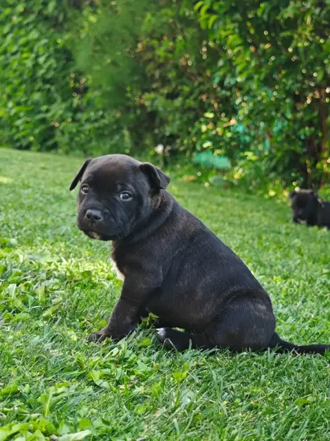 Staffordshire Bull Terrier  Chiot N°3 Des Ecrins Du G faf40