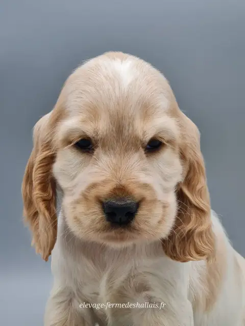 Cocker Spaniel Anglais  Brie Du Mont De La Chenaie