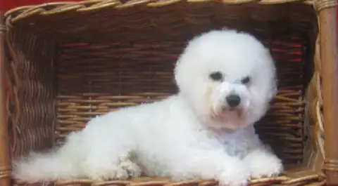 Bichon Frise  Chiot N°2 Von Bereich Sandalvi photo 2