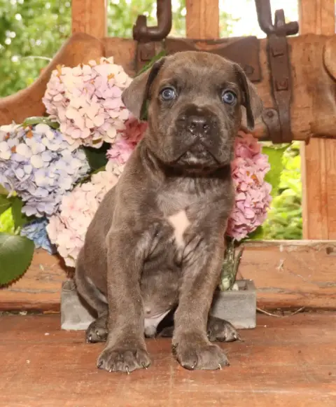 Cane Corso  Sans Collier Du Domaine Des Vents Landais 3dba4