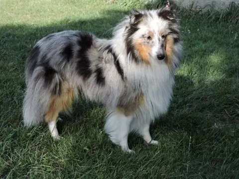 Shetland Sheepdog photo 3