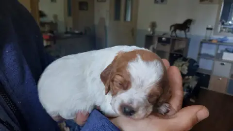Epagneul Breton  Chiot N°5 Des Neiges Du Devez