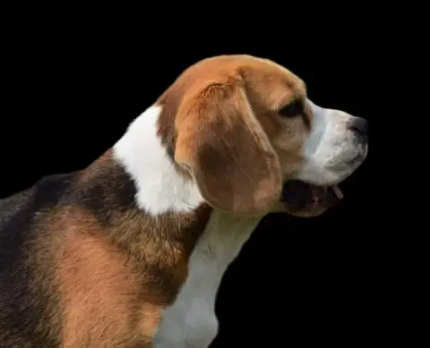 Beagle  Chiot N°2 Du Moulin De Madjurie photo 2