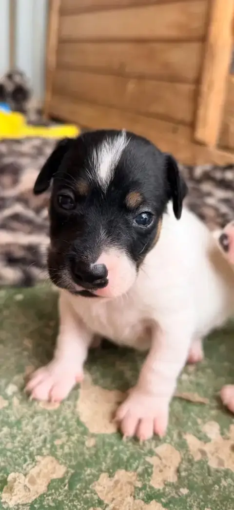 Jack Russell Terrier  Babouille Des Niglots Du Gard c3fc9