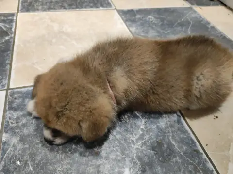Adopter Akita 
                        Collier Rose Des Compa ed2ed