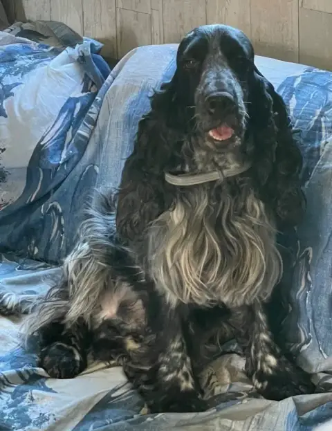 Cocker Spaniel Anglais  Chiot 5 De La Légende D'Asgot fbd20 photo 2