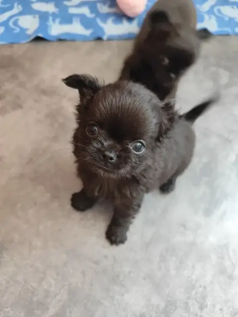 Chihuahua  Bandido De La Terre Des Menhirs