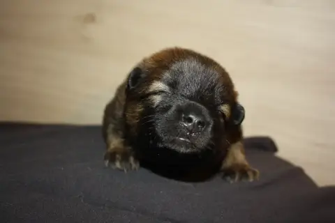 Eurasier  Collier Rose Des Oursons De La Fee photo 3