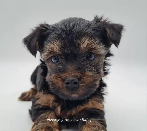 Yorkshire Terrier  Bronco Du Mont De La Chenaie