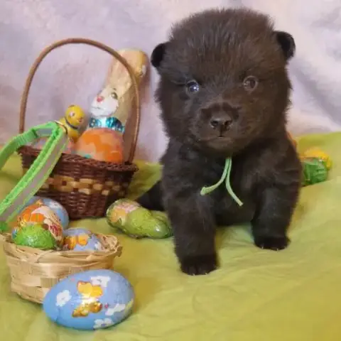 Chiots Schipperke