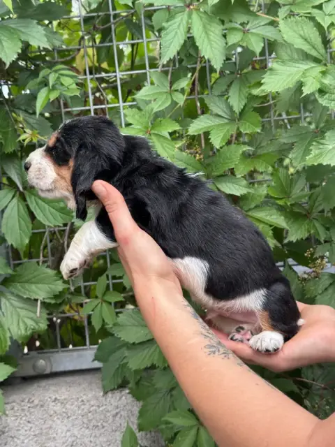 Basset Hound  Boris Collier Gris Tricolore Du Berceau 5fc3e photo 3