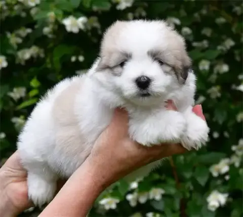 Coton De Tulear  Chiot N°2 De Dame Nature